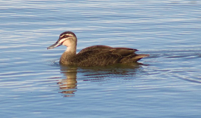 3 ducks.1 (4).jpg